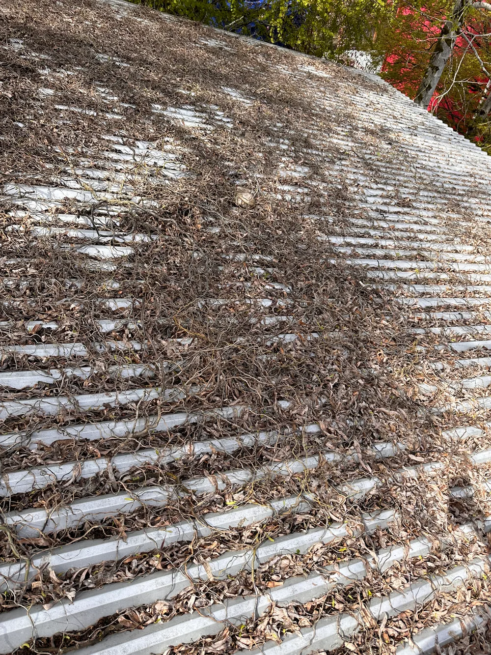 Before: leaves and tree debris covering a corrugated metal roof