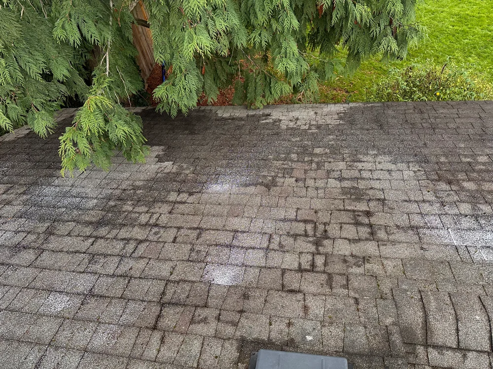 After: the shingle roof beneath the evergreen tree cleared of moss and needles