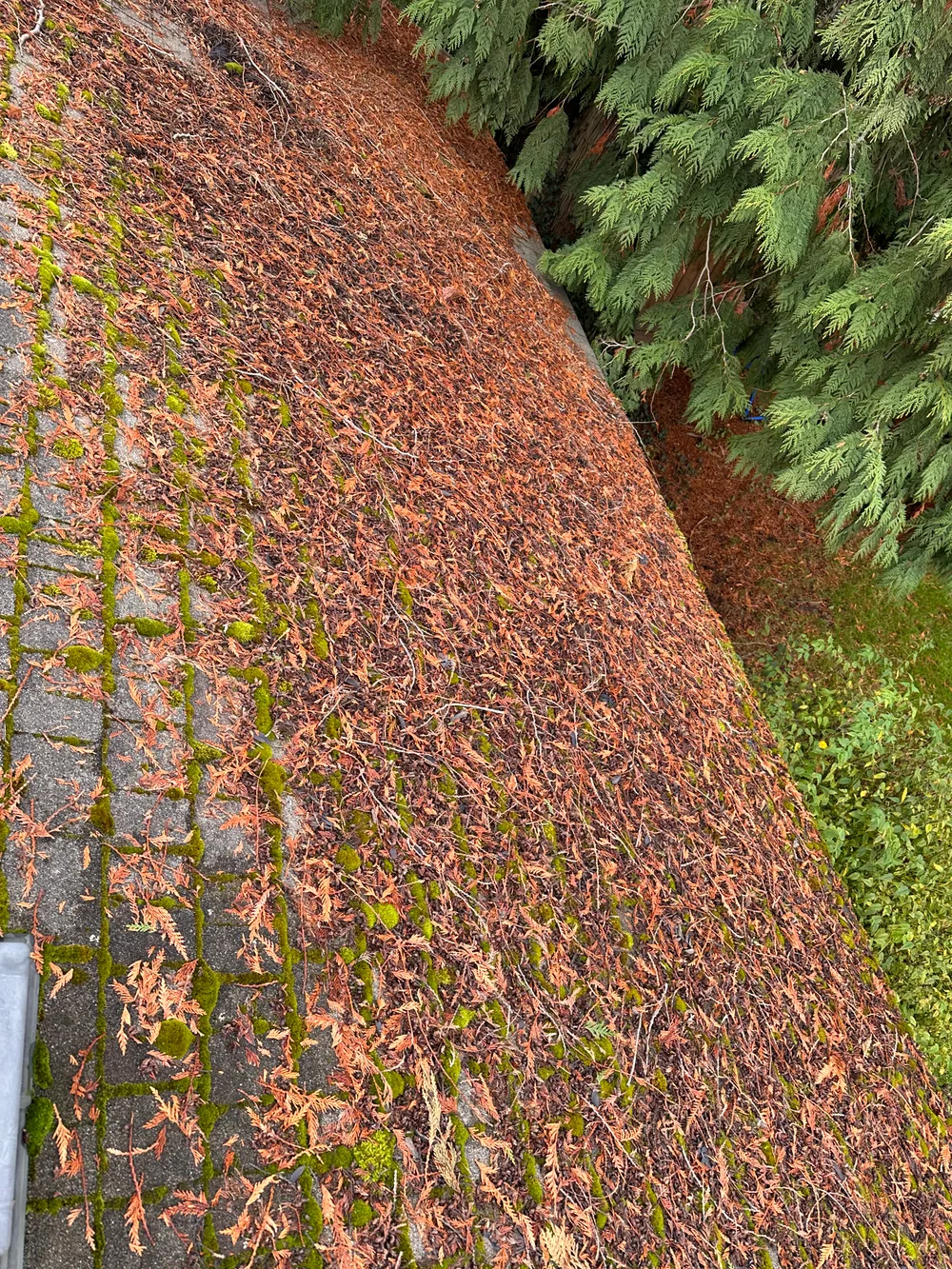 Before: moss and fallen evergreen needles covering a shingle roof
