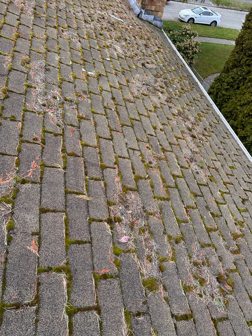 Before: moss and debris covering an asphalt shingle roof around a brick chimney
