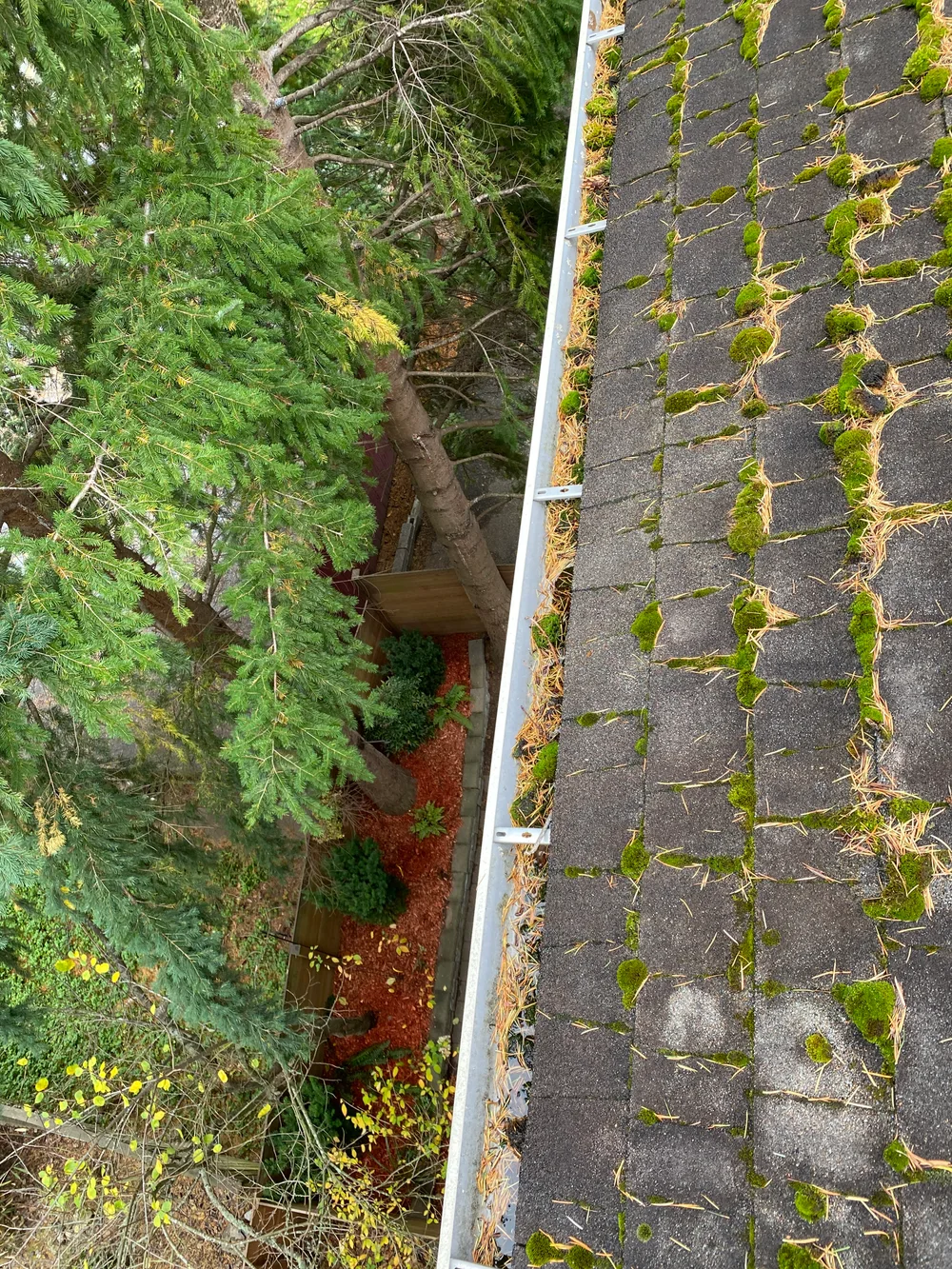 Before: moss along the roof edge and pine needles filling the gutter